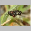 Smicromyrme rufipes - Rotbeinige Spinnenameise 05b 5-9mm Paarung.jpg